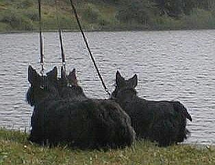 3 skotter ved søen i Rø 1