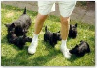 Nicla Skotsk Terrier