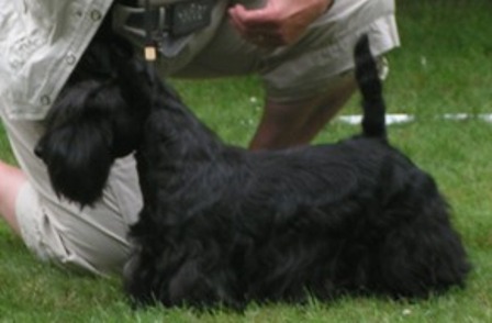 Nicla Skotsk Terrier