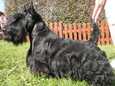 Nicla Skotsk Terrier