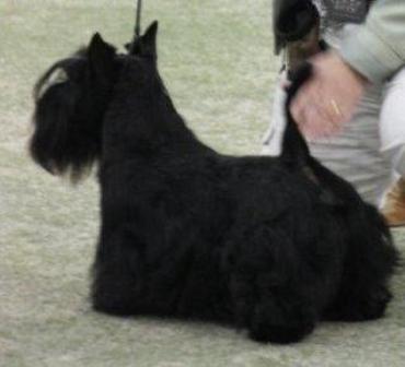 Nicla Skotsk Terrier