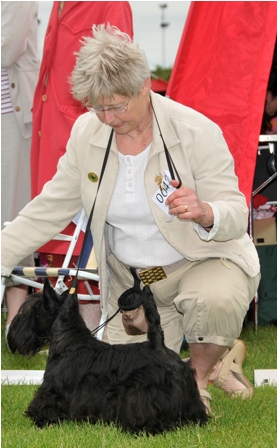 Nicla Skotsk Terrier