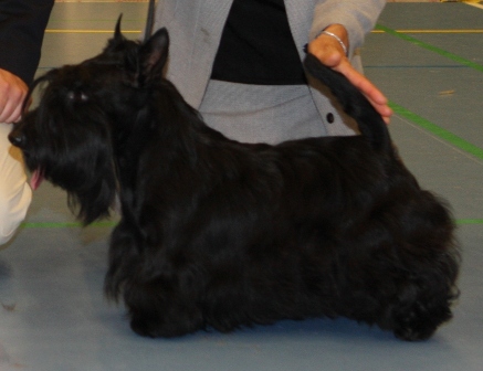 Nicla Skotsk Terrier