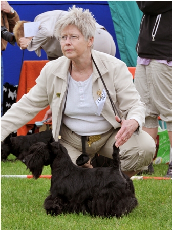 Nicla Skotsk Terrier