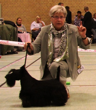 Nicla Skotsk Terrier