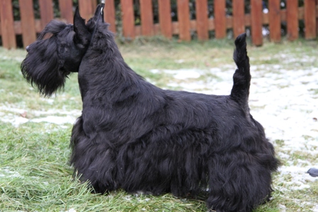 Nicla Skotsk Terrier