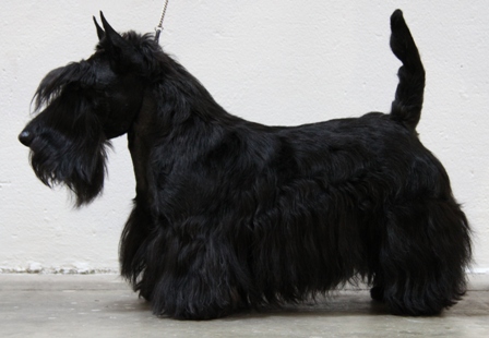 Nicla Skotsk Terrier