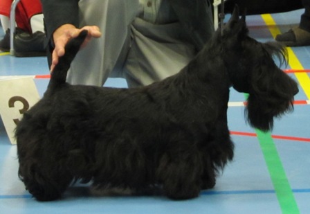 Nicla Skotsk Terrier