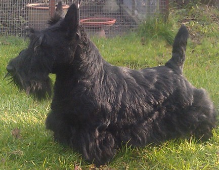 Nicla Skotsk Terrier