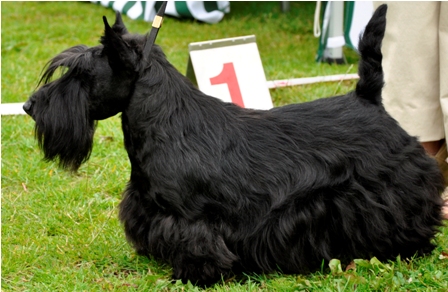 Nicla Skotsk Terrier