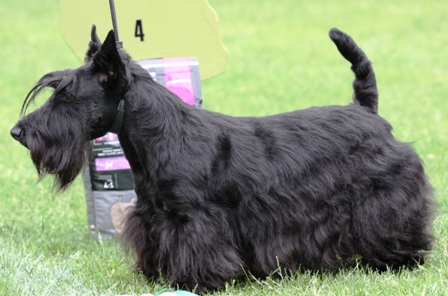 Nicla Skotsk Terrier