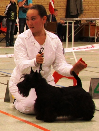 Nicla Skotsk Terrier