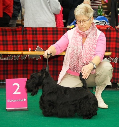 Nicla Skotsk Terrier