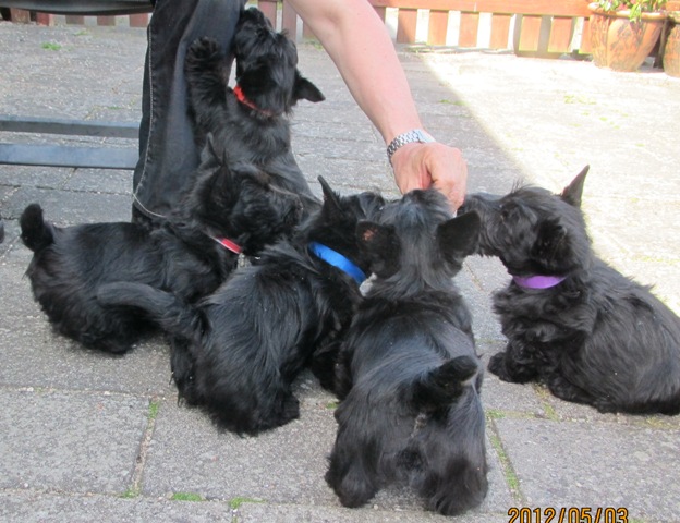 Nicla Skotsk Terrier