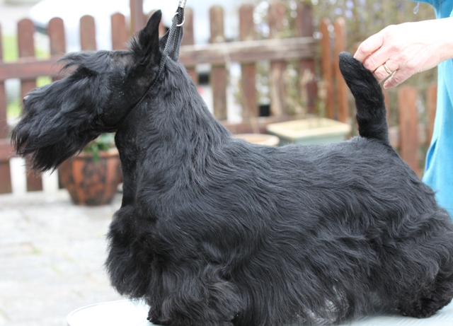 Nicla Skotsk Terrier