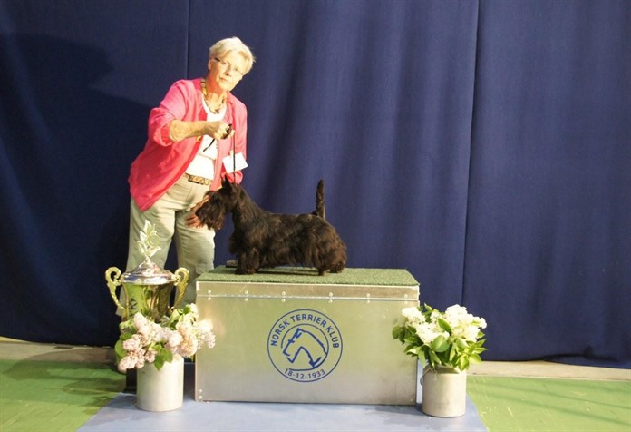 Nicla Skotsk Terrier