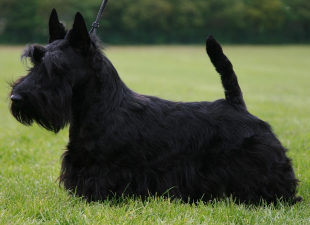 Nicla Skotsk Terrier